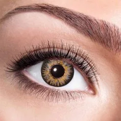 Lentilles Brunes Naturelles 1 An